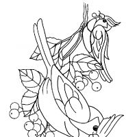 Desenhos para colorir Pássaros