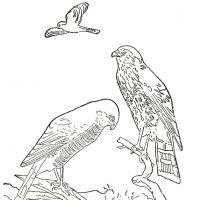 Desenhos para colorir Pássaros