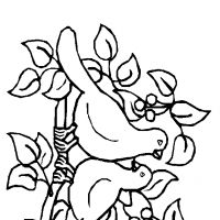 Desenhos para colorir Pássaros