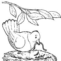Desenhos para colorir Pássaros