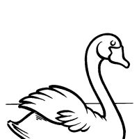 Desenhos para colorir Pássaros