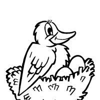 Desenhos para colorir Pássaros