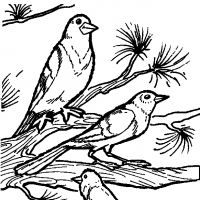 Desenhos para colorir Pássaros