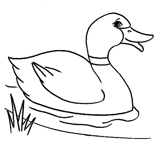 Desenho para colorir