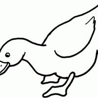 Desenhos para colorir Patinhos