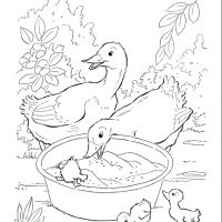 Desenhos para colorir Patinhos