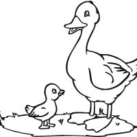 Desenhos para colorir Patinhos