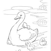 Desenhos para colorir Patinhos