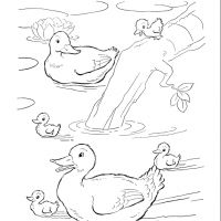 Desenhos para colorir Patinhos
