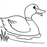 Desenhos para colorir Patinhos