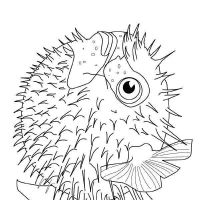 Desenhos para colorir Peixes