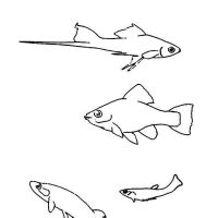 Desenhos para colorir Peixes
