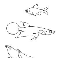 Desenhos para colorir Peixes