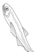 Desenhos para colorir Peixes