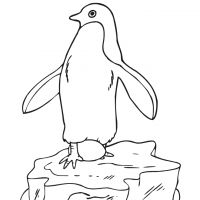 Desenhos para colorir Pinguins