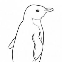 Desenhos para colorir Pinguins