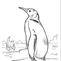 Pinguins