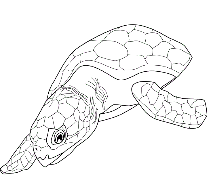 Desenho para colorir