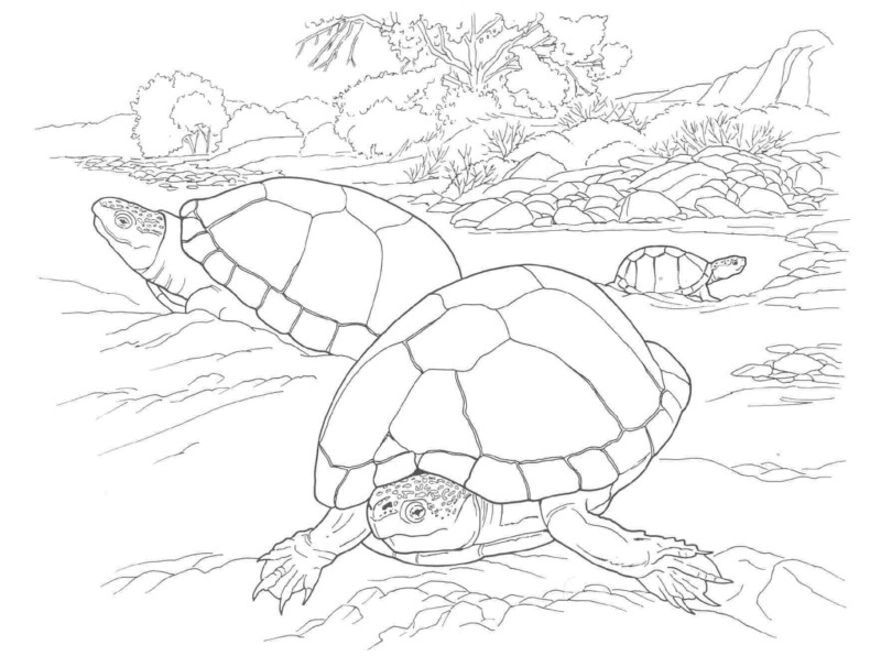 Desenho para colorir