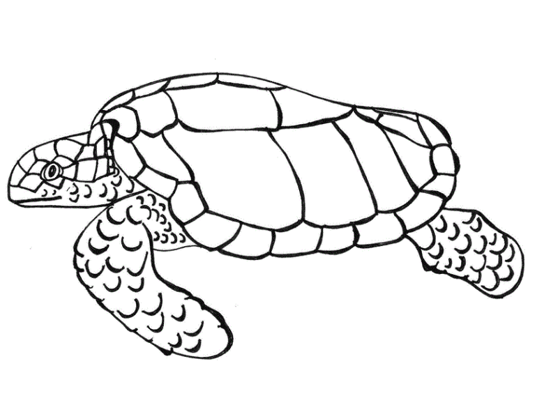 Desenho para colorir