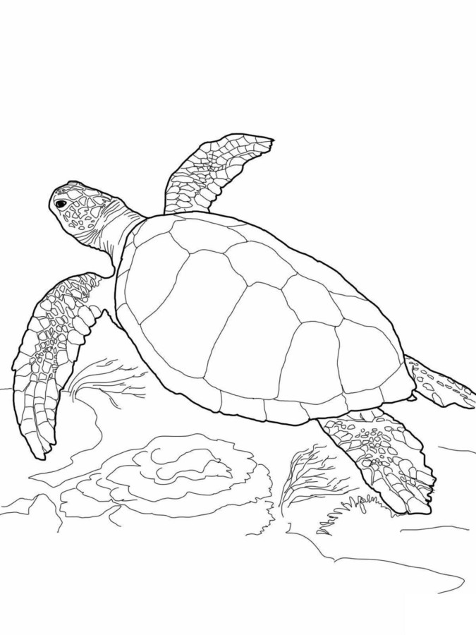 Desenho para colorir