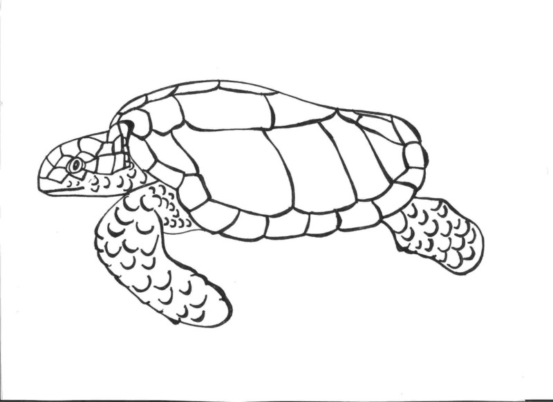 Desenho para colorir