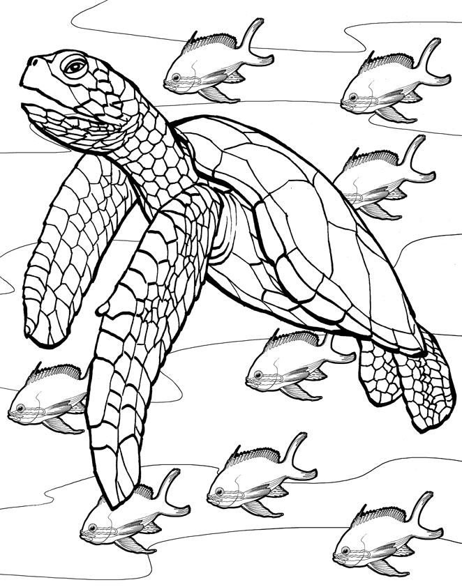 Desenho para colorir