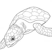 Desenhos para colorir Tartarugas