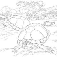Desenhos para colorir Tartarugas