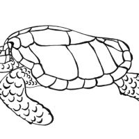 Desenhos para colorir Tartarugas