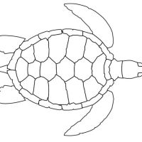 Desenhos para colorir Tartarugas