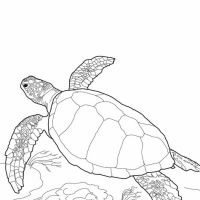 Desenhos para colorir Tartarugas