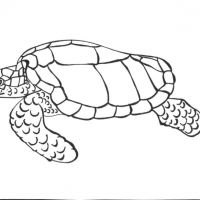 Desenhos para colorir Tartarugas