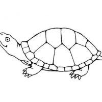 Desenhos para colorir Tartarugas