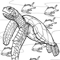 Desenhos para colorir Tartarugas
