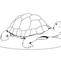 Desenhos para colorir Tartarugas