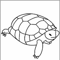 Desenhos para colorir Tartarugas