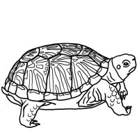 Desenhos para colorir Tartarugas
