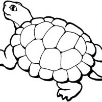 Tartarugas