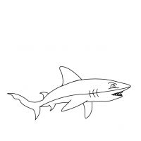 Desenhos para colorir Tubarões