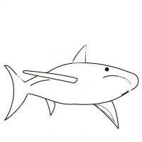 Desenhos para colorir Tubarões