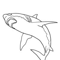 Desenhos para colorir Tubarões