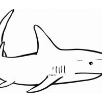 Desenhos para colorir Tubarões