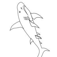 Desenhos para colorir Tubarões