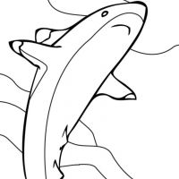 Desenhos para colorir Tubarões