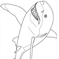 Desenhos para colorir Tubarões
