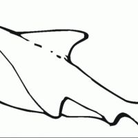 Desenhos para colorir Tubarões