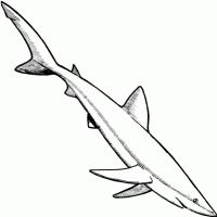 Desenhos para colorir Tubarões