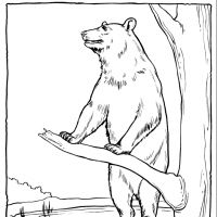 Desenhos para colorir Ursos