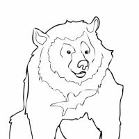 Desenhos para colorir Ursos